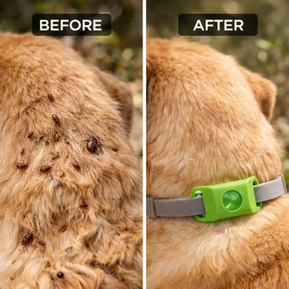 Flea And Tick Pendant For Dogs Natural Protection Green