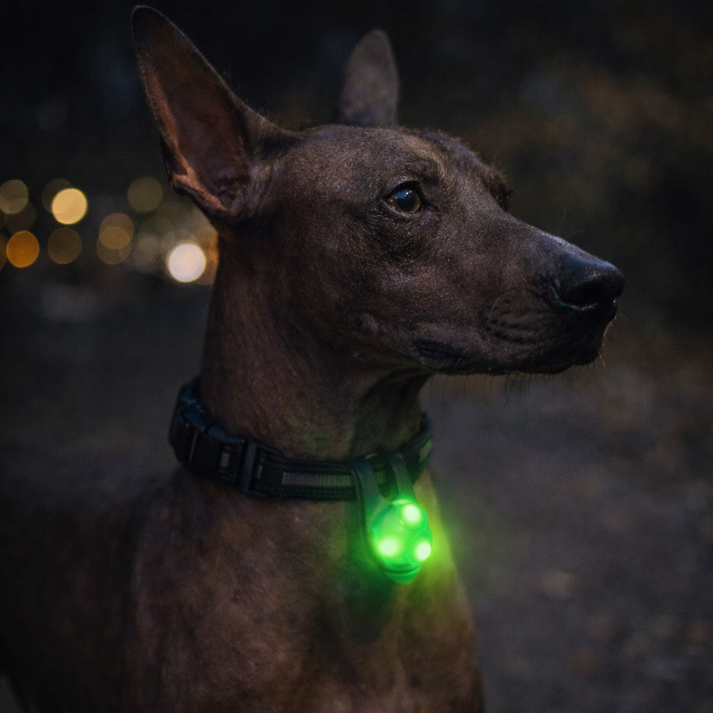 Pet LED Safety Collar Light - Flashing Glow Pendant For Dogs