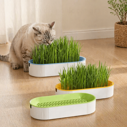 Hydroponic Cat Grass Growing Kit - Soilless Planting Pot Set
