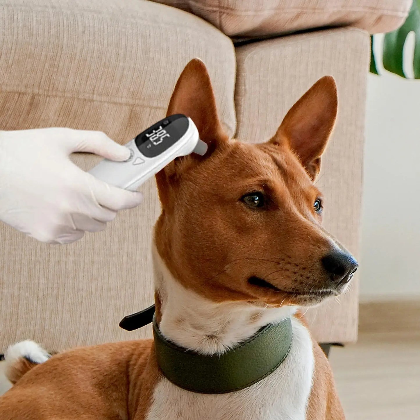 Infrared Pet Thermometer - Non-Contact Digital Animal Temperature